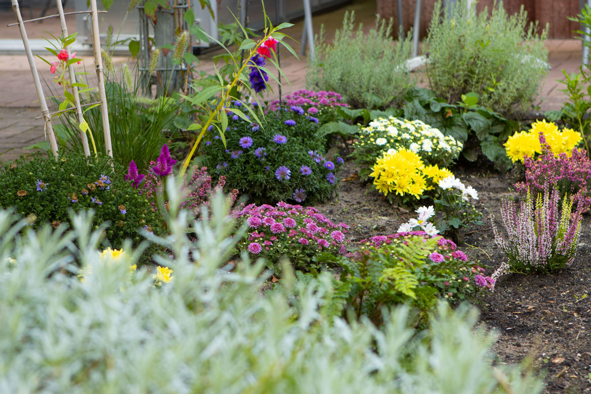 b_o_1413-blumen